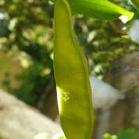 Bauhinia acuminata L.